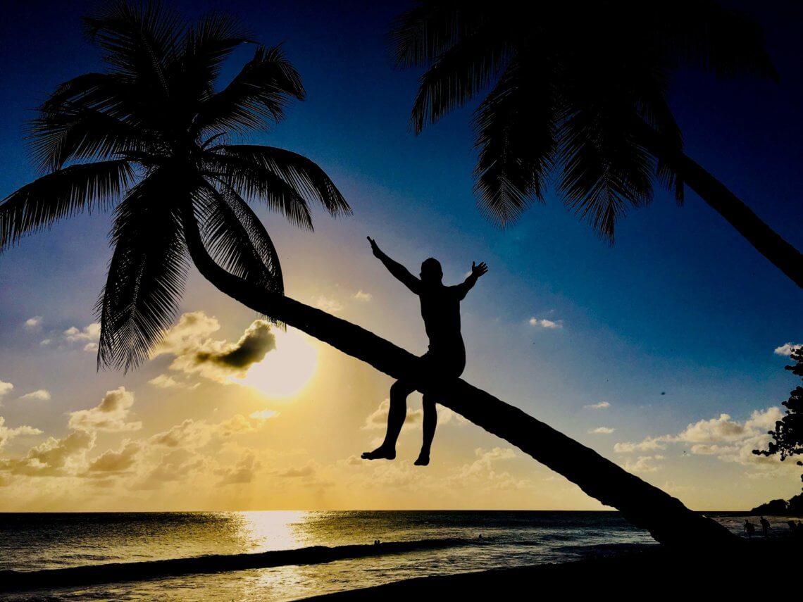Martinik muž sedící na palmě
