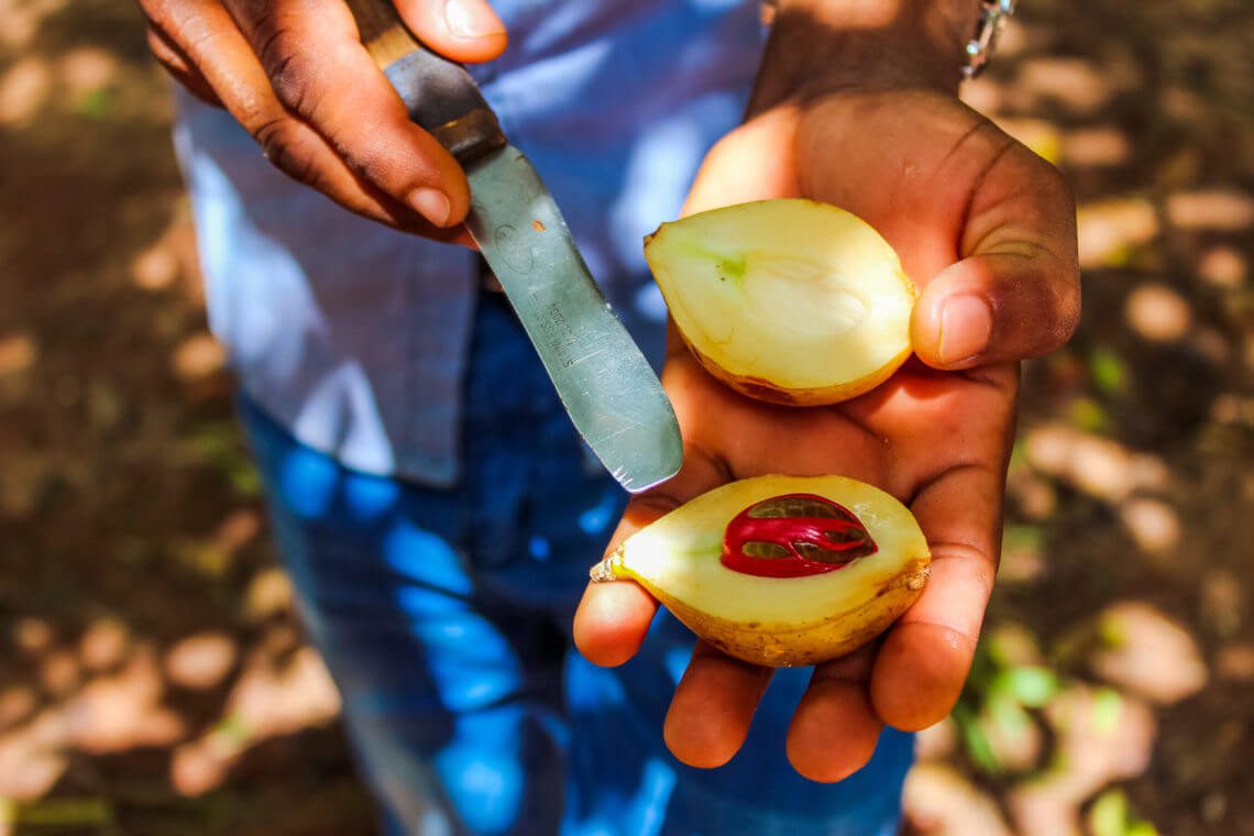 Zanzibar Spice Tour - ukázka muškátového oříšku