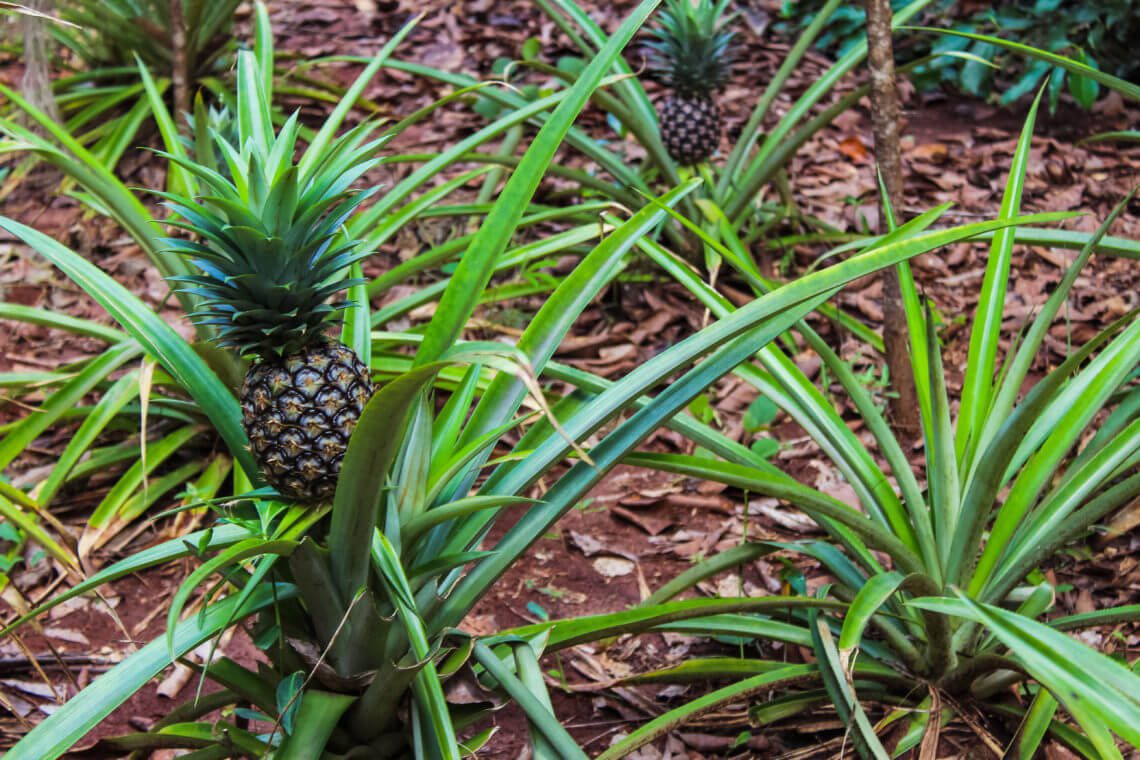 Zanzibar Spice Tour - ananas