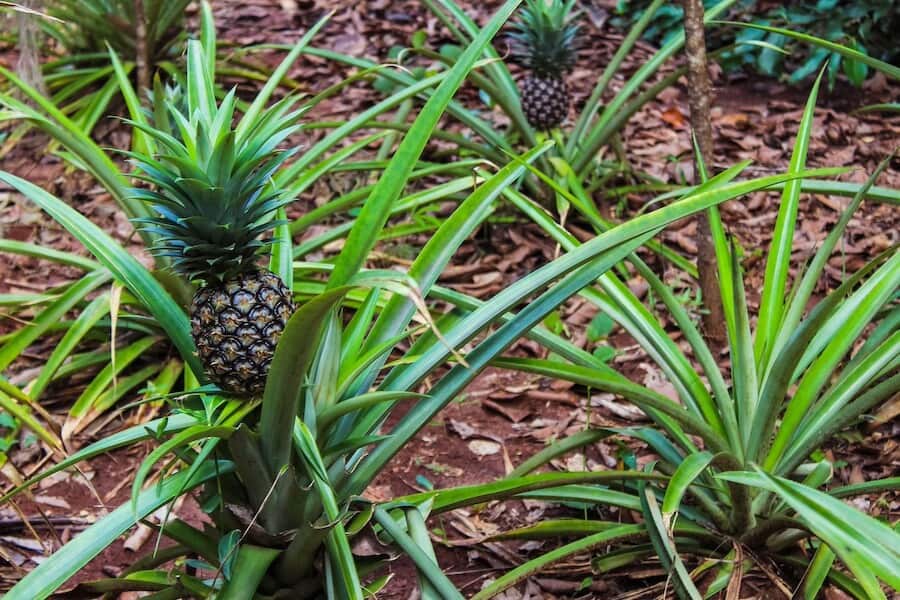 ananas na farmě s kořením Zanzibar
