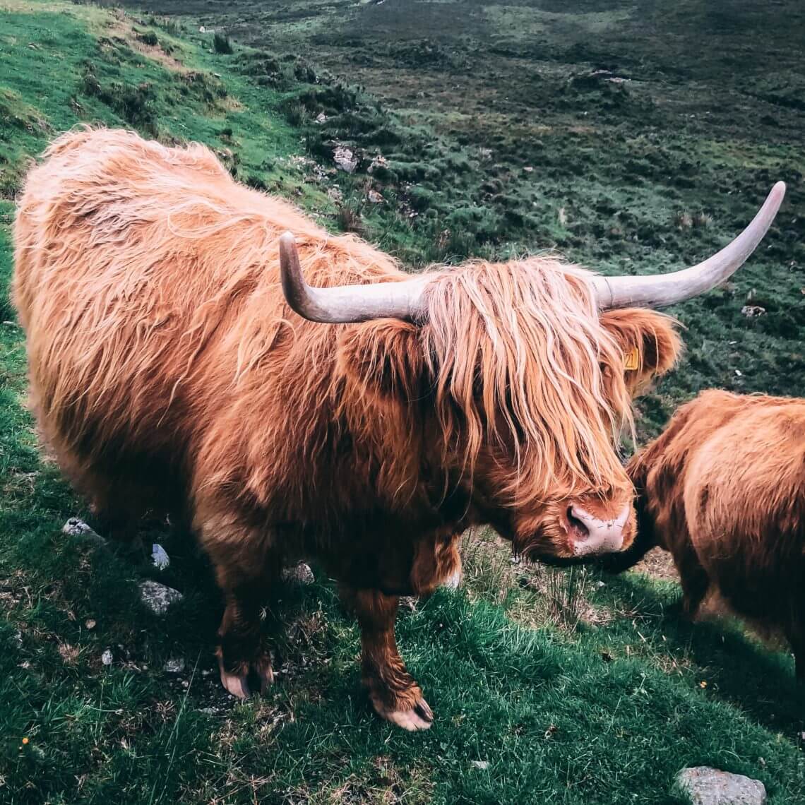 Isle of Skye Highland Cattle