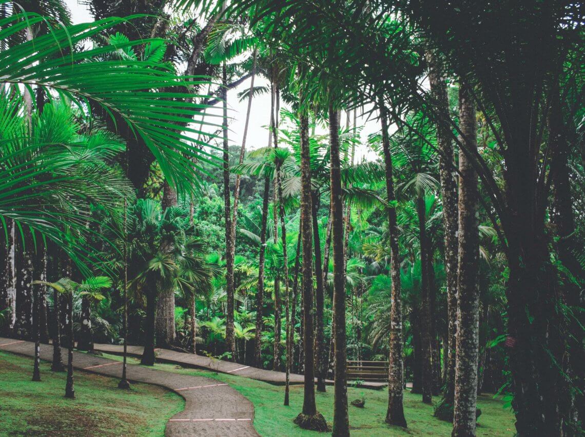 Co vidět na Martiniku, botanická zahrada Jardin de Balata, Martinik, pohled na palmy