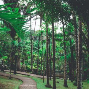 Martinik pohled na palmy