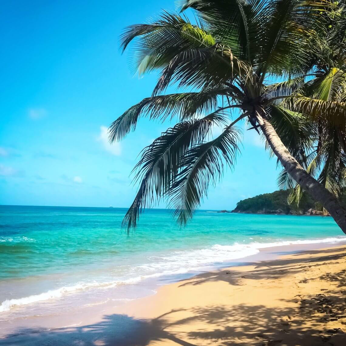Pláž s palmou na Martiniku