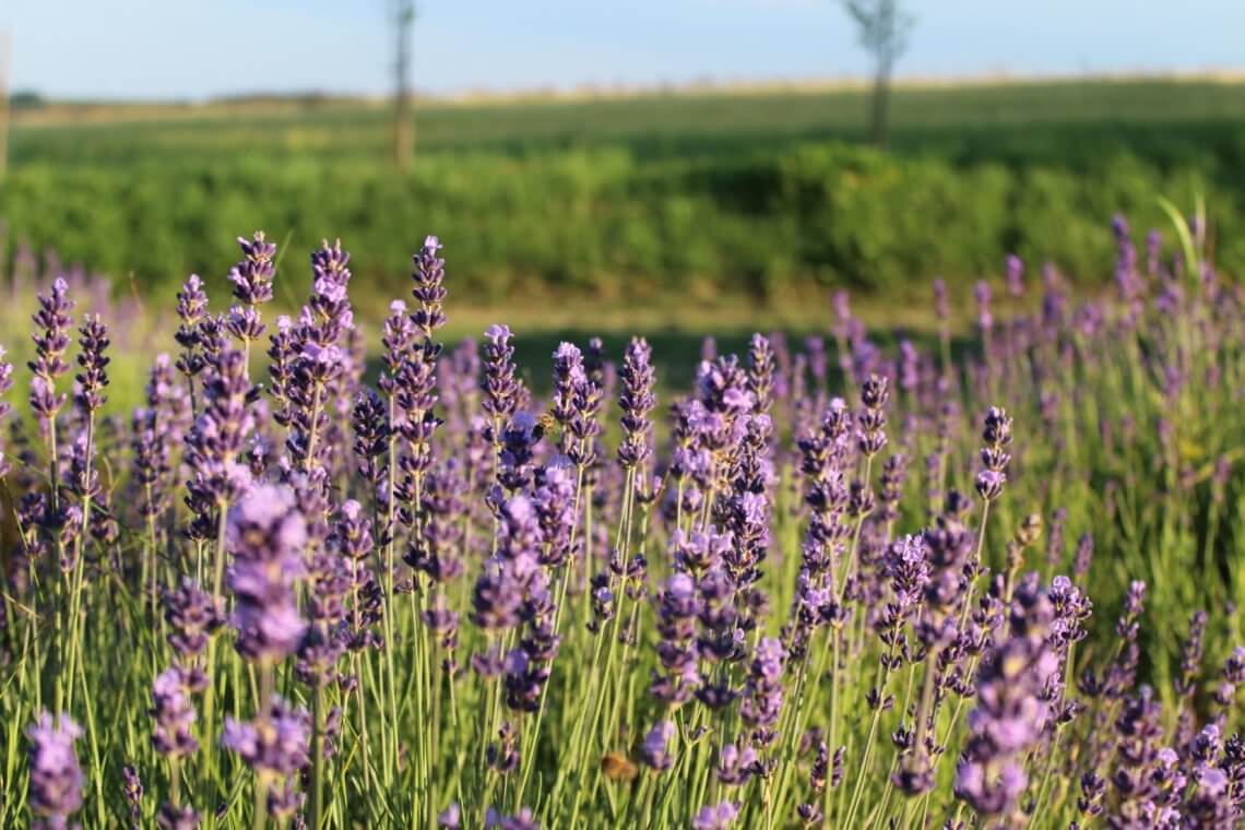 Levandulova farma levandule a vcely