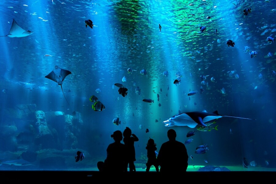 Silueta rodiny sledující obří akvárium v nákupním centru Dubai Mall. Praktický tip na co vidět v Dubaji zdarma s dětmi.