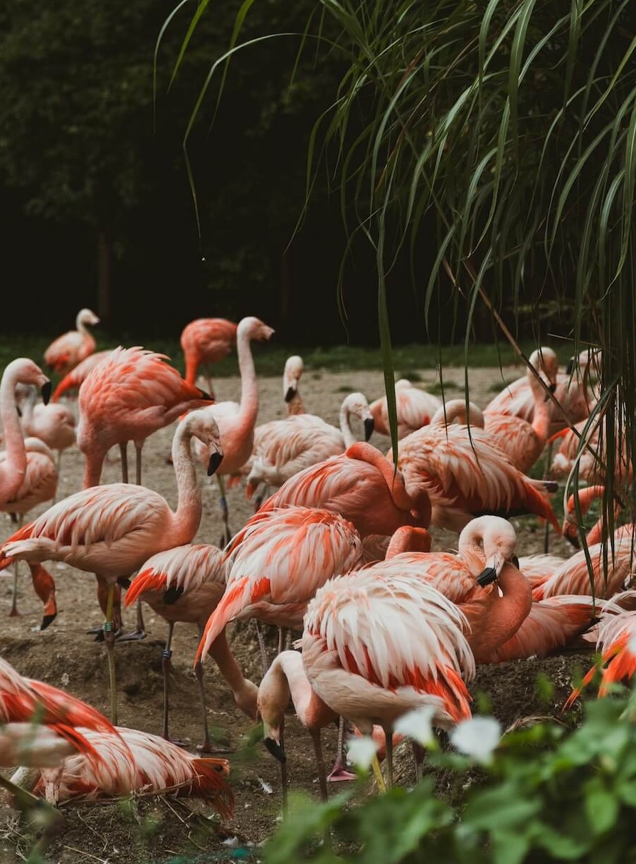 Hejno růžových plameňáků v přírodní rezervaci Ras Al Khor Wildlife Sanctuary. Tip, co dělat v Dubaji zdarma