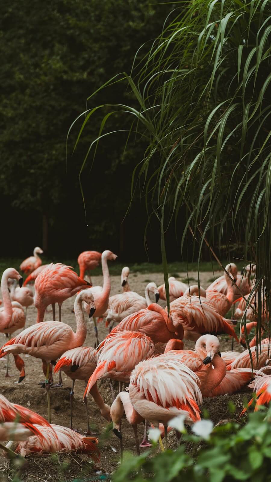 Hejno růžových plameňáků v přírodní rezervaci Ras Al Khor Wildlife Sanctuary. Tip, co dělat v Dubaji zdarma