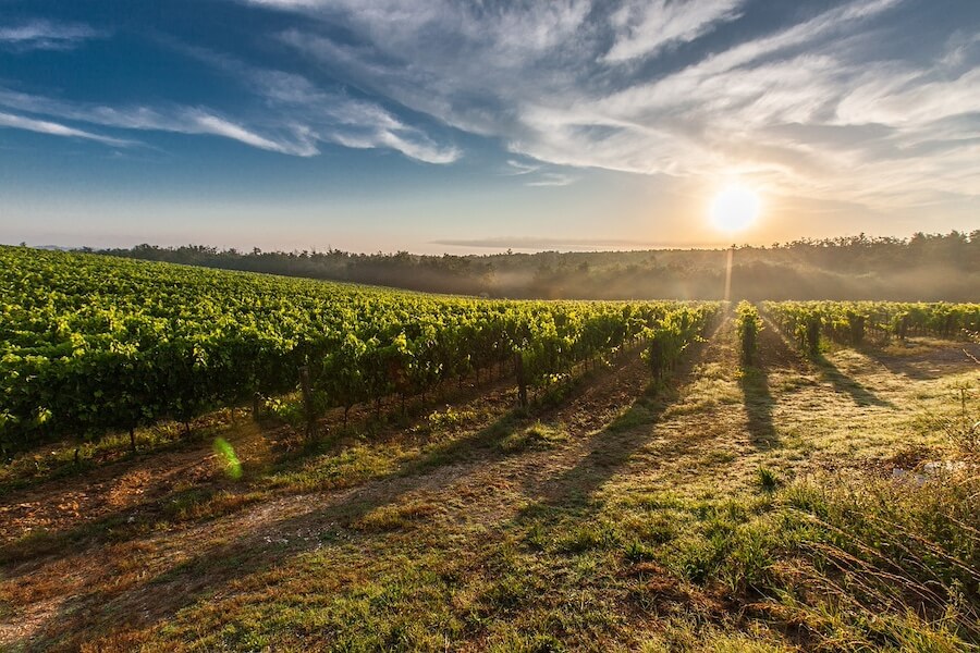 Vinice v Penedes ve Spanelsku, tip kam na výlety z Barcelony za jeden den