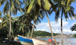 Co vidět na Martiniku - palmy a loď